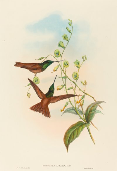 Diphogena aurora (Arco iris de Gould) de John Gould and H.C. Richter