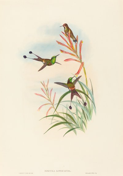 Discura longicauda (Cola de raqueta) de John Gould and H.C. Richter