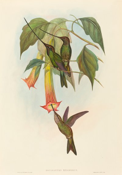 Docimastes ensiferus (Colibrí Pico de Espada) de John Gould and H.C. Richter