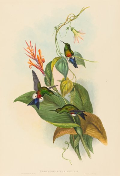 Eriocnemis cupreiventris (Pata de soplo ventral cobriza) de John Gould and H.C. Richter
