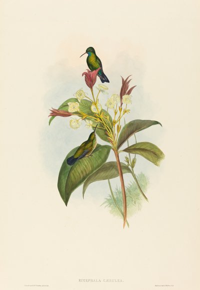 Eucephala caerulea (Zafiro de barbilla azul) de John Gould and H.C. Richter