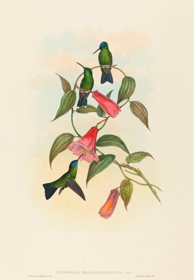 Eucephala smaragdocaerulea (Ninfa de Madera de Gould) de John Gould and H.C. Richter