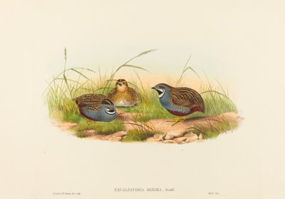 Excalftoria minima (Codorniz de Pecho Azul) de John Gould and H.C. Richter
