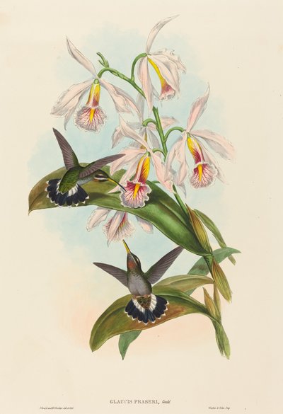 Glaucis fraseri (Garganta Barbelada de Fraser) de John Gould and H.C. Richter