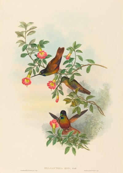 Helianthea eos (Frente de estrella dorada) de John Gould and H.C. Richter