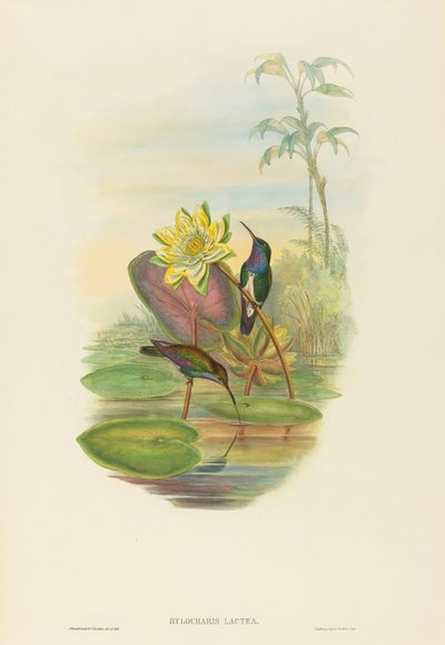 Hylocharis lactea (Esmeralda de pecho zafiro) de John Gould and H.C. Richter