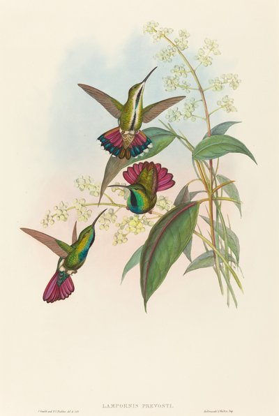 Lampornis prevosti de John Gould and H.C. Richter