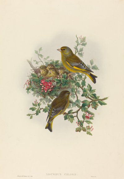Ligurinus chloris (Verderón) de John Gould and H.C. Richter