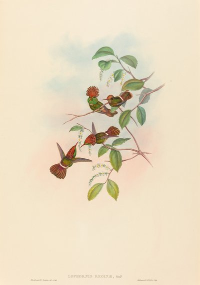 Lophornas Reginae (Coqueta Brillante) de John Gould and H.C. Richter