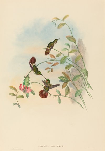 Lophornis chalybeus (Coqueta Festiva) de John Gould and H.C. Richter