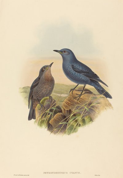 Petrocossyphus cyanus (Mirlo roquero azul) de John Gould and H.C. Richter