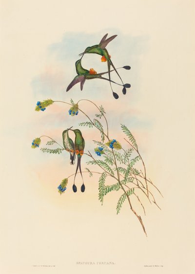 Spathura peruana de John Gould and H.C. Richter