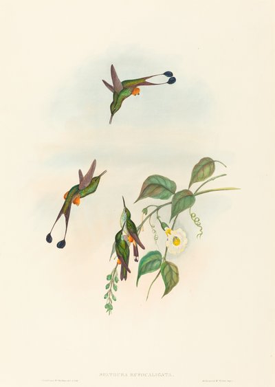 Spathura rufocaligata (Cola de raqueta de botas rojas) de John Gould and H.C. Richter