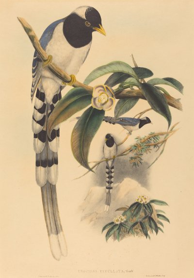 Urocissa cucullata de John Gould and H.C. Richter