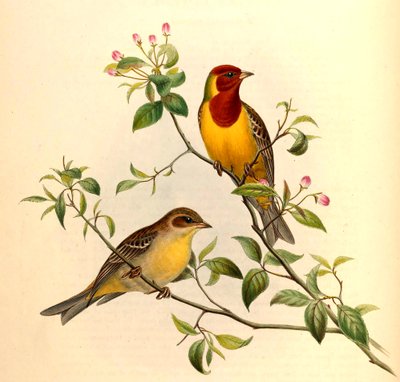 Escribano cabecirrojo Emberiza bruniceps Brandt de John Gould and Henry C. Richter