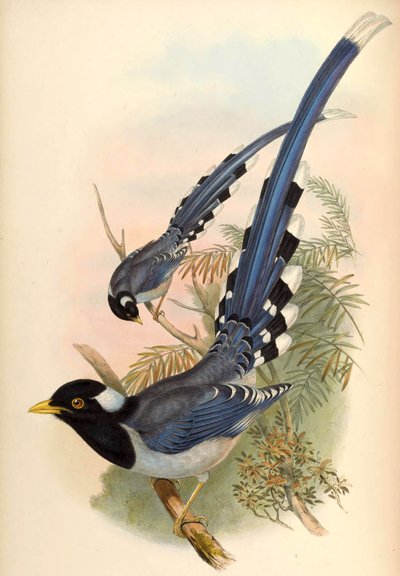 Urraca azul de pico amarillo Urocissa flavirostris (Blyth) de John Gould and Henry C. Richter