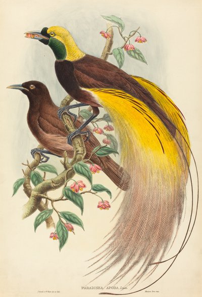 Ave del paraíso de John Gould and W. Hart