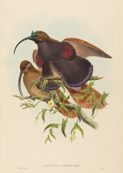 Drepanornis albertisi (Ave del Paraíso de Pico Negro) de John Gould and W. Hart