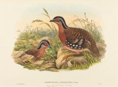 Perdiz de bambú de pecho rufo (Bambusicola Hyperythra) de John Gould and W. Hart