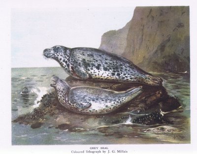 Focas Grises, Naturaleza en Gran Bretaña publicada por Collins, 1946 de John Guille Millais