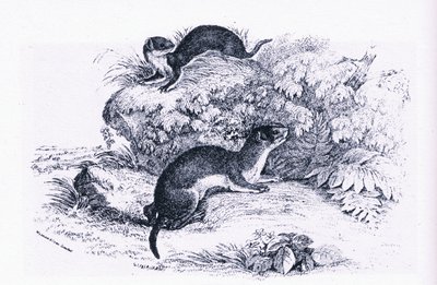 Estudios de tejones, Nature in Britain publicado por Collins de John Guille Millais