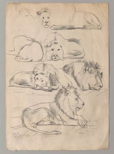 estudios de leones de John Haberle
