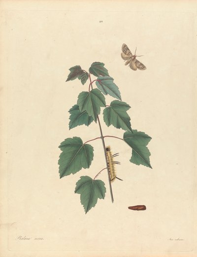 Phalaena Aceris. Acer Rubrum (polilla gris del arce, arce rojo), lámina 93 de James Edward Smith, "Natural History of the Rarerer Lepidopterous Insects of Georgia", Londres, 1797. de John Harris the Elder