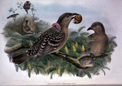 Chlamydera Orientalis de John and Hart William Gould