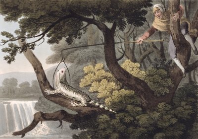 Cazador de lagartos mexicano, grabado por Matthew Dubourg, publicado por Edward Orme, 1813 de John Heaviside Clark