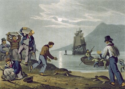 Captura de tortugas en tierra, grabado por Matthew Dubourg, publicado por Edward Orme, 1813 de John Heaviside Clark