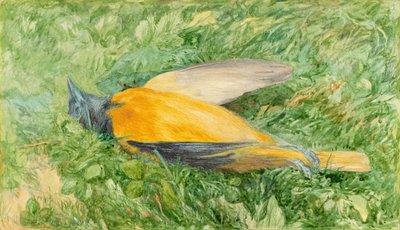 Petirrojo dorado (Oriol del norte) de John Henry Hill