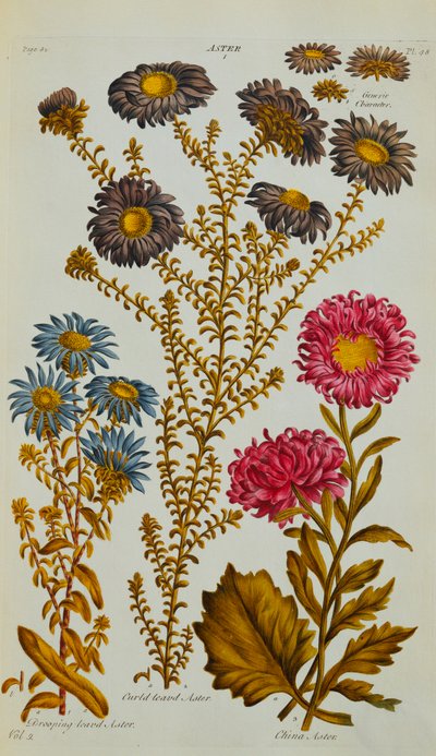 Aster, 1759-73 de John Hill