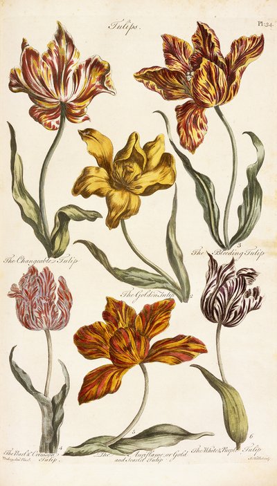 Tulipanes, 1842 de John Hill