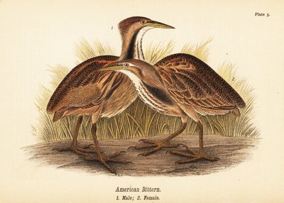 Avetoro americano, Botaurus lentiginosus, macho 1, hembra 2 de John James (after) Audubon