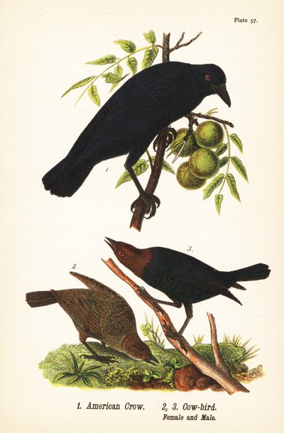 Cuervo americano, Corvus brachyrhynchos 1, y tordo cabecicafé, Molothrus ater, hembra 2, y macho 3 de John James (after) Audubon