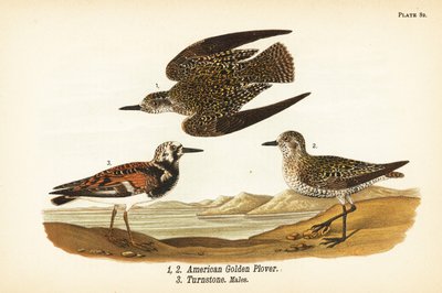 Chorlito dorado americano, Pluvialis dominica 1,2, y vuelvepiedras rojizo, Arenaria interpres vuelvepiedras 3 de John James (after) Audubon