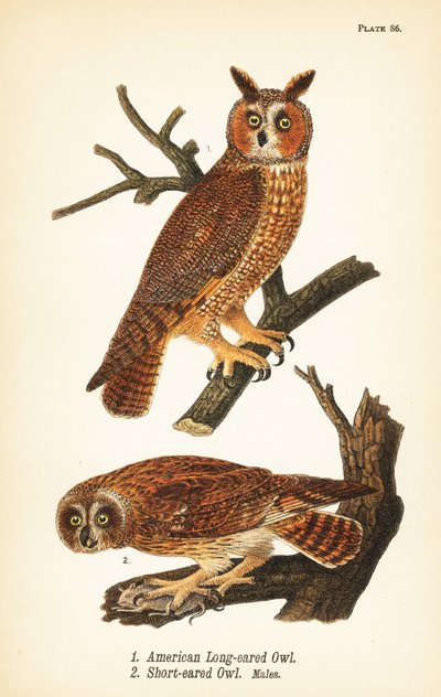 Búho americano de orejas largas, Asio otus 1, y búho de orejas cortas con presa, Asio flammeus 2, machos de John James (after) Audubon