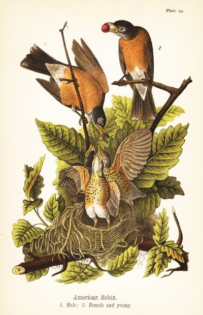 Mirlo americano, Turdus migratorius, macho 1, hembra 2 y joven en nido de John James (after) Audubon