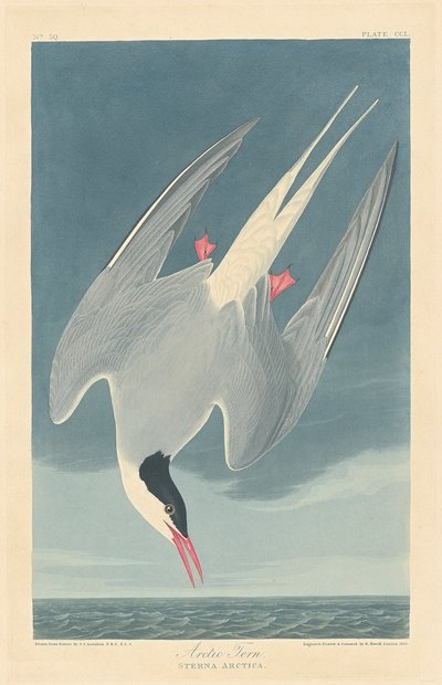 Charrán ártico de John James (after) Audubon
