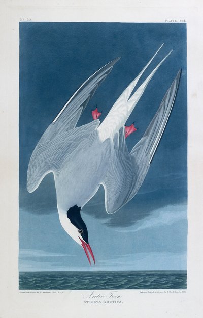 Charrán ártico, aves de América de John James (after) Audubon