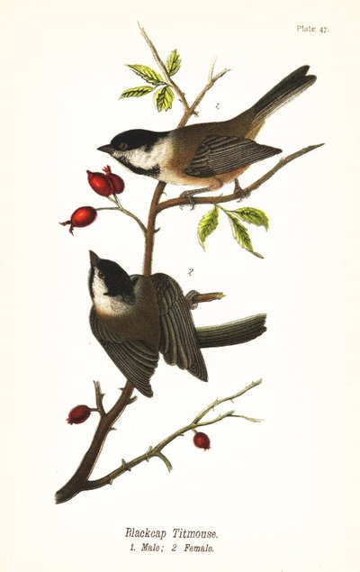 Carbonero cabecinegro, Poecile atricapillus de John James (after) Audubon
