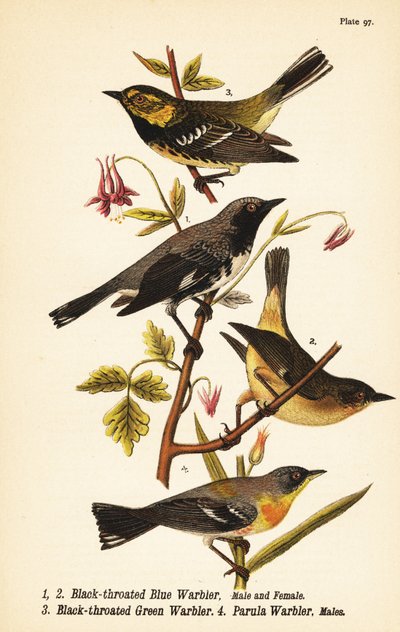 Reinita azul de garganta negra, Setophaga caerulescens, reinita verde de garganta negra, Setophaga virens y parula norteña, Setophaga americana de John James (after) Audubon