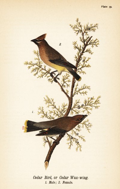 Ampelis americano, Bombycilla cedrorum, pájaro de cedro o ampelis americano, macho 1, hembra 2 de John James (after) Audubon