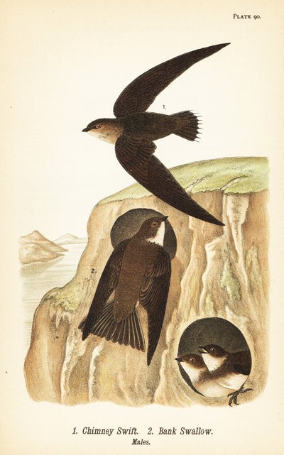 Vencejo de chimenea, Chaetura pelagica 1, golondrina de ribera, Riparia riparia 2, machos de John James (after) Audubon