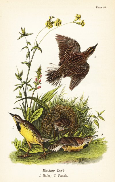 Sturnela magna de John James (after) Audubon