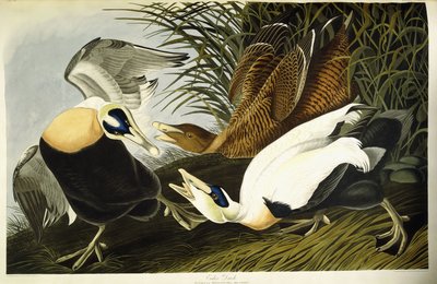 Pato eider, macho y hembra de John James (after) Audubon