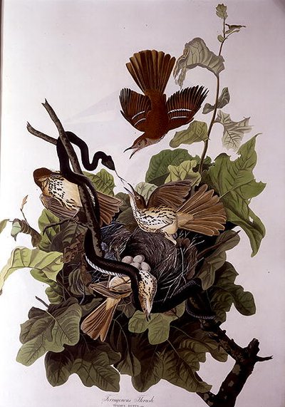 Zorzal ferruginoso, de 