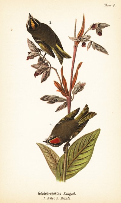 Reyezuelo sencillo, Regulus satrapa de John James (after) Audubon
