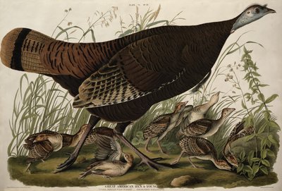 Gran gallina americana y crías, de 