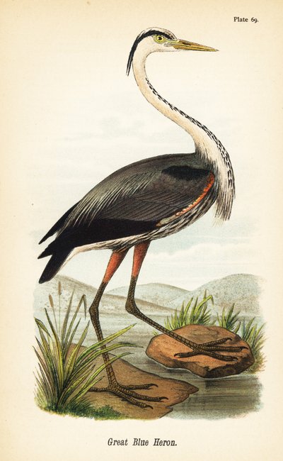 Garza azulada, Ardea herodias de John James (after) Audubon